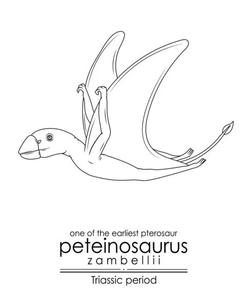 Des Premiers Ptérosaure Peteinosaurus Zambellii Créature Époque Trias Art Ligne — Image vectorielle