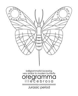 Tarih öncesi kelebek benzeri Oregramma illecebrosa Jurassic döneminden. Siyah ve beyaz çizgi sanatı, renklendirme ve eğitim için mükemmel..