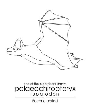 Bilinen en eski yarasalardan biri, Eoscene döneminden Palaeochipteryx Tupaiodon. Siyah ve beyaz çizgi sanatı, renklendirme ve eğitim için mükemmel..