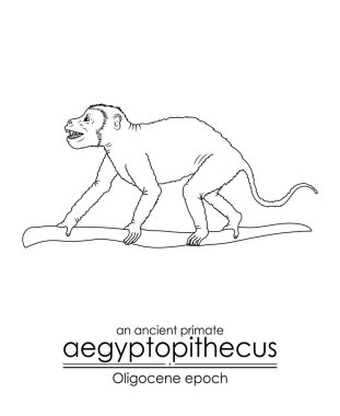 Eski bir primat, Oligocene çağından aegyptopithecus. Siyah ve beyaz çizgi sanatı, renklendirme ve eğitim için mükemmel..