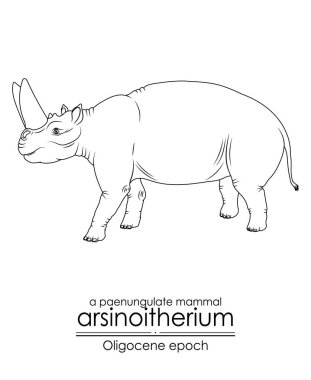 Arsinoitherium, Oligocene çağından bir paenungulate memeli. Geniş burun boynuzları ve daha küçük ön boynuzları vardı. Siyah ve beyaz çizgi sanatı, renklendirme ve eğitim için mükemmel..