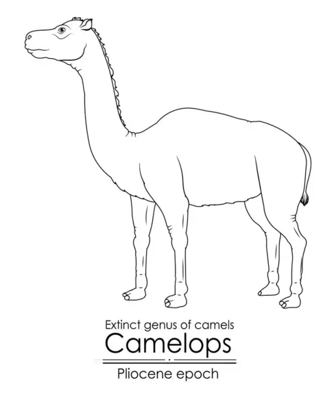 Ausgestorbene Kamelgattung Kamelops Aus Dem Pliozän Schwarz Weiße Linienkunst Perfekt — Stockvektor