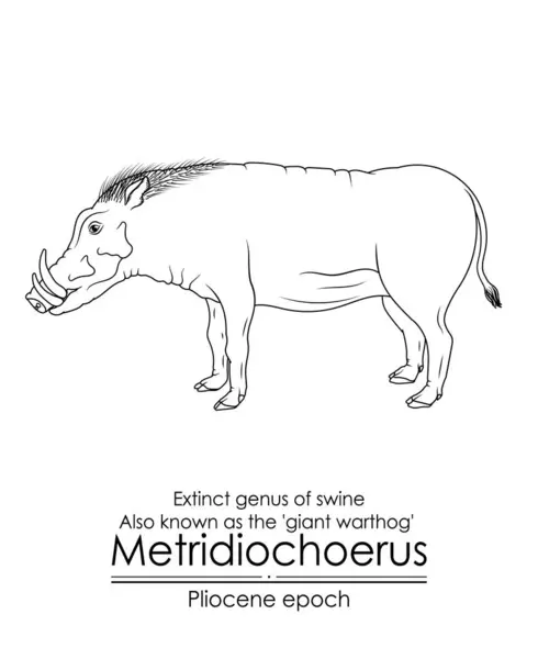 Metridiochoerus의 일컬어 Pliocene 시에서 거대한 Warthog 검은색과 목적으로 완벽한 — 스톡 벡터