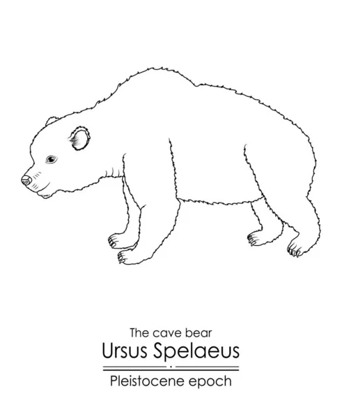 Grottbjörnen Ursus Spelaeus Från Pleistocen Epoken Svart Och Vit Linje — Stock vektor