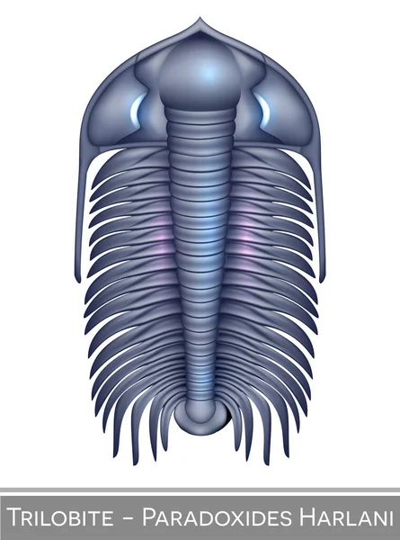 Trilobite Paradoxides Harlani Färgglada Illustration Kambriska Period Varelse — Stock vektor