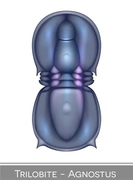 Trilobite Agnostus Ilustración Colorida Una Criatura Del Período Cámbrico Vectores de stock libres de derechos