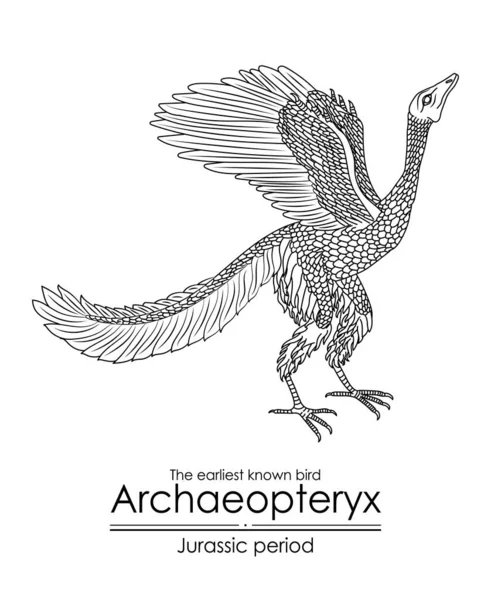 Archéoptéryx Ancien Oiseau Connu Période Jurassique Art Ligne Noir Blanc — Image vectorielle