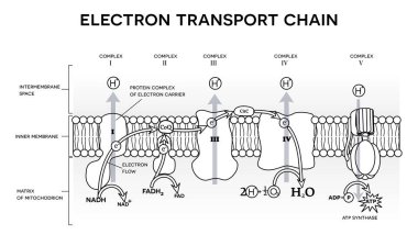 Bir elektron taşıma zinciri, oksidatif fosforilasyon, hücresel solunumun son aşaması. Ökaryotlarda iç mitokondriyal zarda oluşur. Siyah ve beyaz resimleme, renklendirme sayfası olarak kullanılabilir.