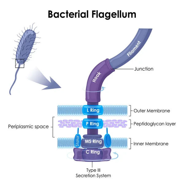 Bakteriell Flagellum Svansliknande Struktur Som Hjälper Bakterier Att Röra Sig — Stock vektor