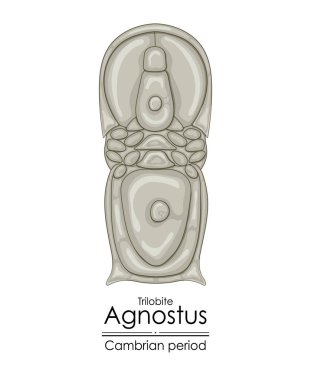Trilobit Agnostus, Kambriyen dönemi yaratığı, ilk trilobitlerden biri. Beyaz arkaplanda renkli bir illüstrasyon