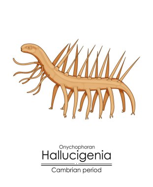 Halüsinasyon, Kambriyen dönemi yaratığı. Beyaz arkaplanda renkli bir illüstrasyon