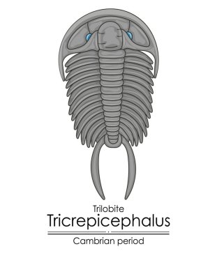 Trilobit Tricrepicephalus, Kambriyen dönemi yaratığı, soyu tükenmiş bir deniz eklembacaklısı. Beyaz arkaplanda renkli bir illüstrasyon.