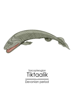 Tiktaalik, su balığı ve tetrapodlar arasındaki bağlantı. Devonian dönemi taşmezarı. Soyu tükenmiş bir balık türü. Beyaz arkaplanda renkli bir illüstrasyon