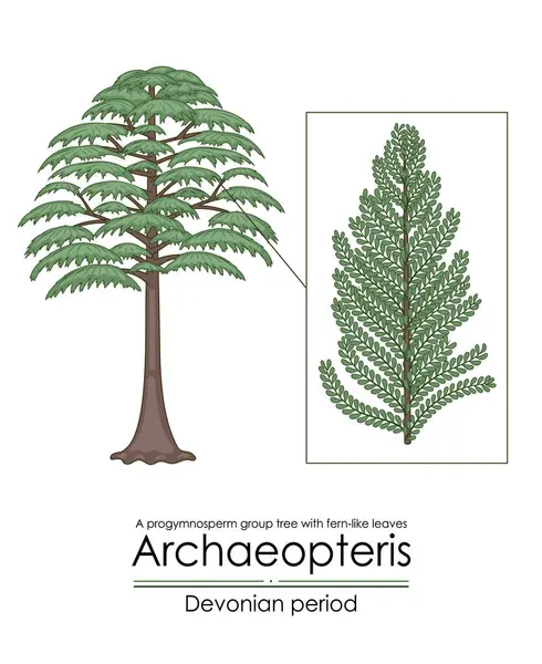 Archaeopteris Primer Árbol Leñoso Conocido Árbol Del Grupo Progimnospermo Del Vector de stock
