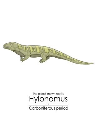Hylonomus, şüphesiz en yaşlı sürüngen, Karbonifer Dönemi 'nden bir kök tetrapod. Beyaz arkaplanda renkli bir illüstrasyon