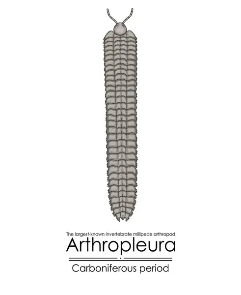 Arthropleura 알려진 무척추 Millipede Arthropod 시대에서 화이트 배경에 다채로운 — 스톡 벡터