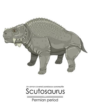 Scutosaurus, tarih öncesi zırh kaplı bir Permian dönemi pareiasaur parareptil. Beyaz arkaplanda renkli bir illüstrasyon
