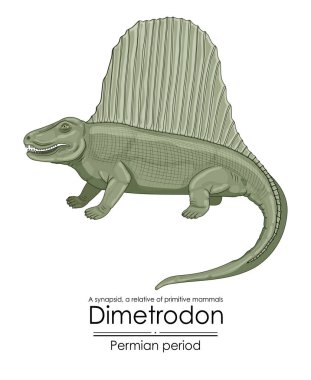 Dimetrodon, memelilerin ilk akrabalarından biri, Permiyen dönem sinapsidi. Beyaz arkaplanda renkli bir illüstrasyon