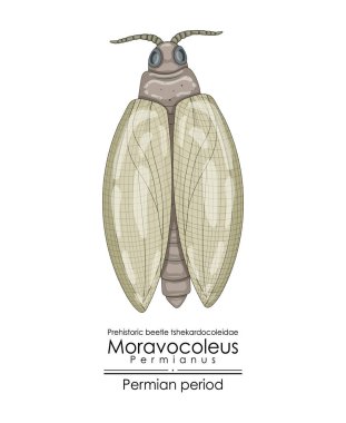 Moravocoleus permianus, tarih öncesi bir Permian dönemi tshekardocoleidae. Beyaz arkaplanda renkli bir illüstrasyon