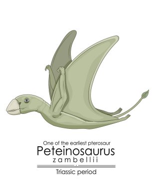 İlk Pterosaur Peteinosaurus Zambellii, Triyas dönemi yaratıklarından, beyaz arkaplandaki renkli resimlerden biri.