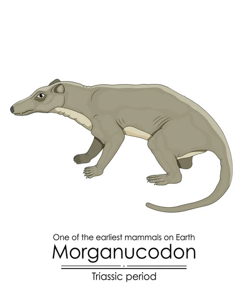 Морганукодон Один Найдавніших Ссавців Землі Предок Усіх Ссавців Явився Тріасовий — стоковий вектор