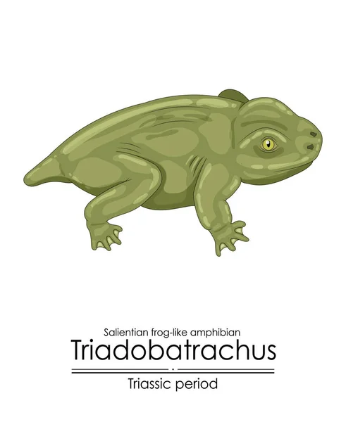 Amphibien Préhistorique Ressemblant Une Grenouille Salientienne Triadobatrachus Une Créature Époque — Image vectorielle
