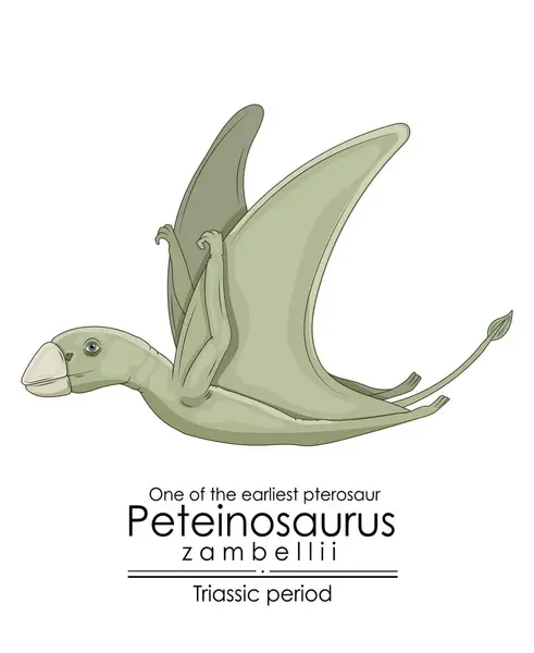 Dos Primeiros Pterossauros Peteinosaurus Zambellii Criatura Período Triássico Ilustração Colorida —  Vetores de Stock