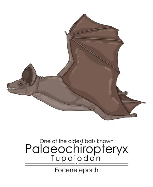 Eine Der Ältesten Bekannten Fledermäuse Palaeochiropteryx Tupaiodon Aus Dem Eozän Stockvektor