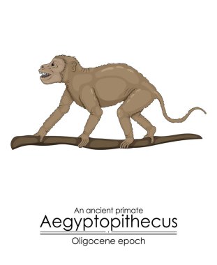 Eski bir primat, aegyptopithecus Oligocene çağından.