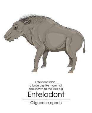 Entelodont, cehennem domuzu olarak da bilinir, Oligocene çağından kalma domuz benzeri büyük bir memelidir..