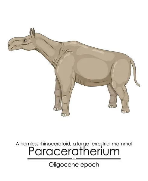 Paraceratherium Een Neushoornloze Neushoorn Een Groot Landzoogdier Uit Het Oligoceen Rechtenvrije Stockvectors