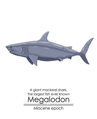 The largest fish ever known Megalodon, a giant mackerel shark from Miocene epoch.  clipart