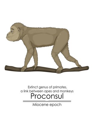 Proconsul, extinct genus of primates, a link between apes and monkeys from Miocene epoch.  clipart