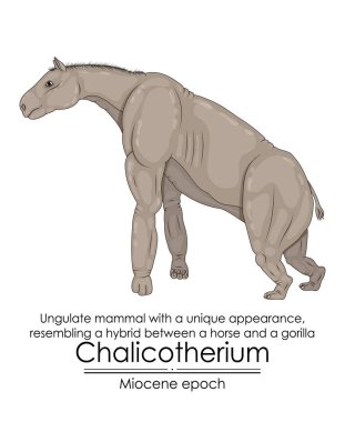 Chalicotherium, eşsiz görünümlü Ungulate memelisi, Miocene çağından bir gorille at arasındaki melezi andırıyor.. 