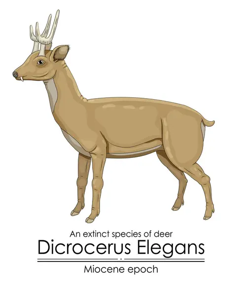 Utdöd Art Hjort Dicrocerus Elegans Från Miocen Epok Stockillustration