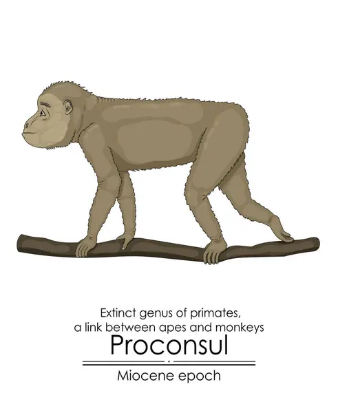 Proconsul 영장류의 멸종된 마이오세 시대의 유인원과 원숭이 사이의 로열티 프리 스톡 벡터