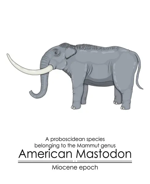 아메리칸 마스토돈 American Mastodon 마이오세 시대의 맘무트 속하는 프로보스키드 벡터 그래픽