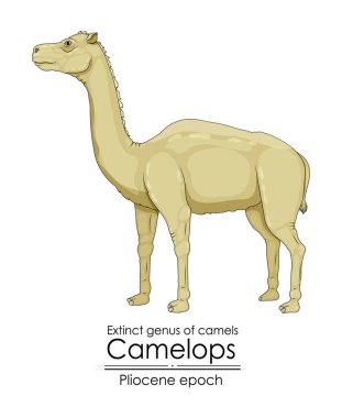 Extinct genus of camel, Camelops from Pliocene epoch.  clipart