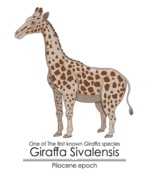 플리오세 시대의 최초의 알려진 지라파 하나인 지라파 시발렌시스 Giraffa Sivalensis 스톡 벡터