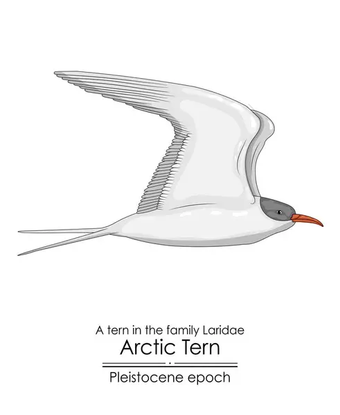 Arctic Tern Appeared Pleistocene Epoch Vector Graphics