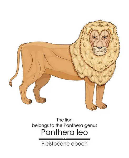 Λιοντάρι Ανήκει Στο Γένος Των Πανθήρων Και Πρωτοεμφανίστηκε Στην Εποχή Διανυσματικά Γραφικά