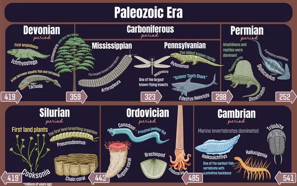 Paleozoic Era Geological Timeline Spanning Cambrian Permian Period Stock Illustration