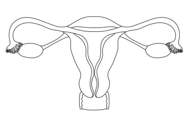 Beyaz arka planda siyah-beyaz kadın rahim anatomisi