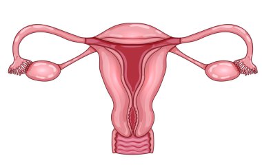 Beyaz bir arka planda kadın rahim anatomisi renkli çizimler