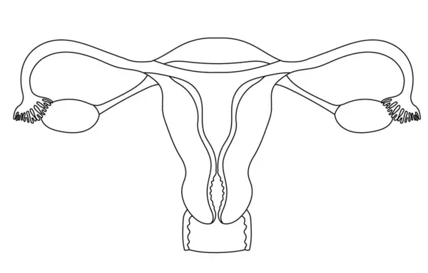 Žena Děloha Anatomie Černobílé Ilustrace Bílém Pozadí Stock Vektory