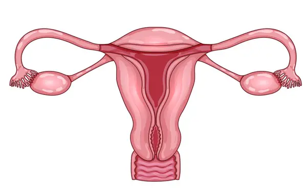 Anatomia Utero Femminile Illustrazione Colorata Uno Sfondo Bianco Grafiche Vettoriali