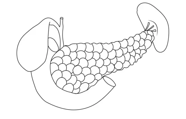 Bauchspeicheldrüse Gallenblase Dünndarm Und Milz Anatomie Schwarz Weiß Illustration Auf Stockillustration