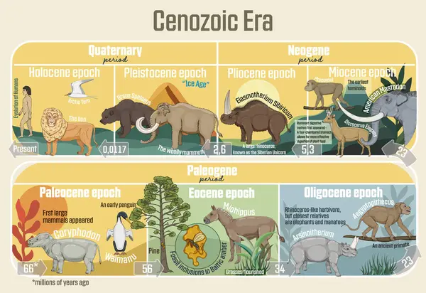 Cenozoic Era Geological Timeline Spanning Paleocene Epoch Holocene Epoch Royalty Free Stock Illustrations