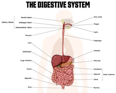 Sindirim sistemi etiketli diyagram. Resim sindirim sisteminin önemli yapısını gösteriyor..