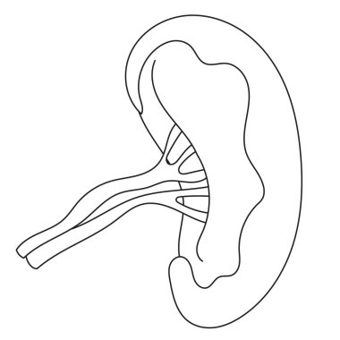 Siyah beyaz çizgi sanatında dalak anatomisi çizimi